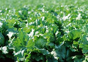 ほんものの有機野菜をお求めの方へ